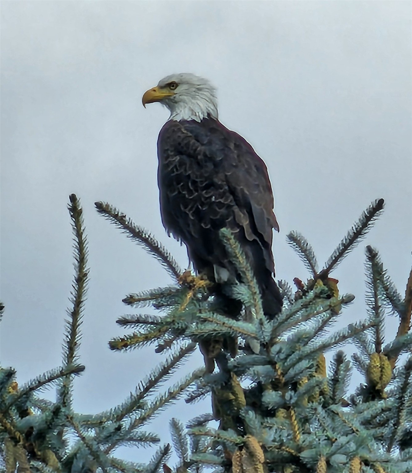 Kalispell, Montana 59901, United States, 3 Bedrooms Bedrooms, ,3 BathroomsBathrooms,Residential,Active,185687