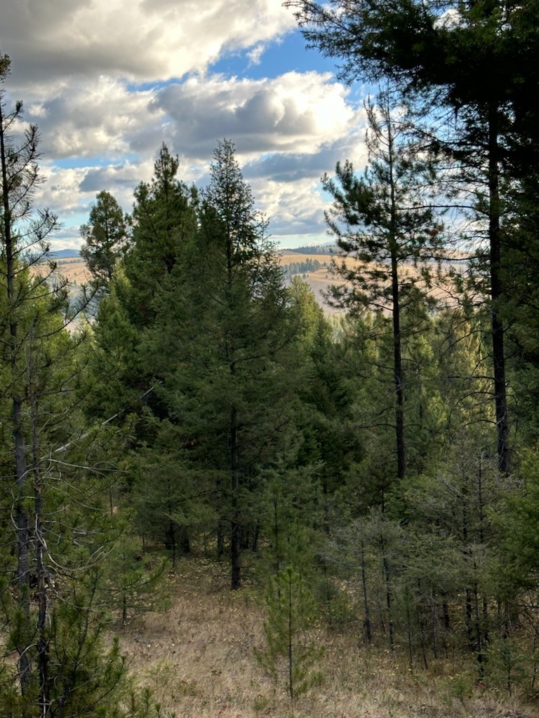 Lot 10 Black Pine Meadows Subdivision