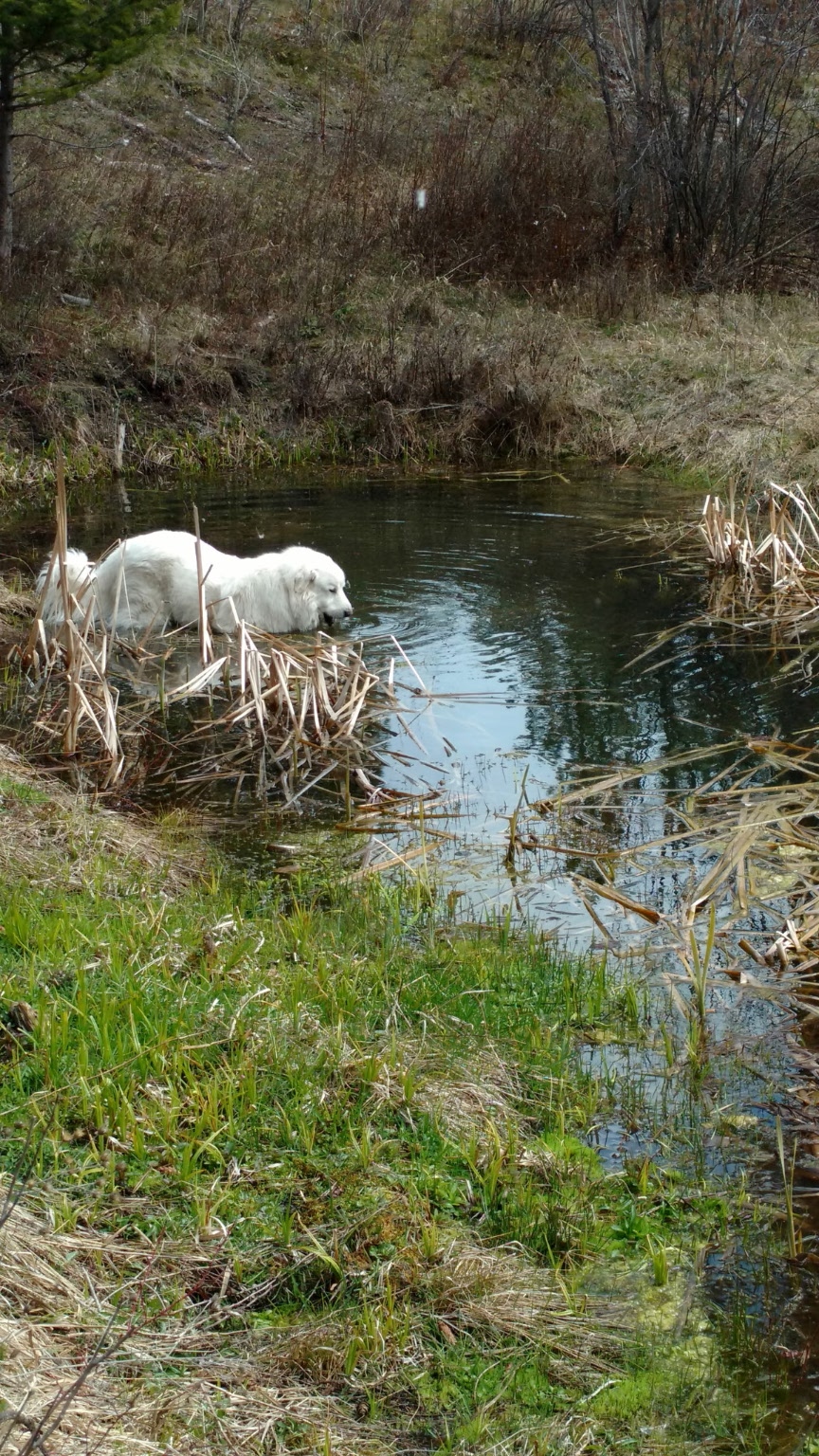 Victor, Montana 59875, United States, 3 Bedrooms Bedrooms, ,3 BathroomsBathrooms,Residential,Active,139285