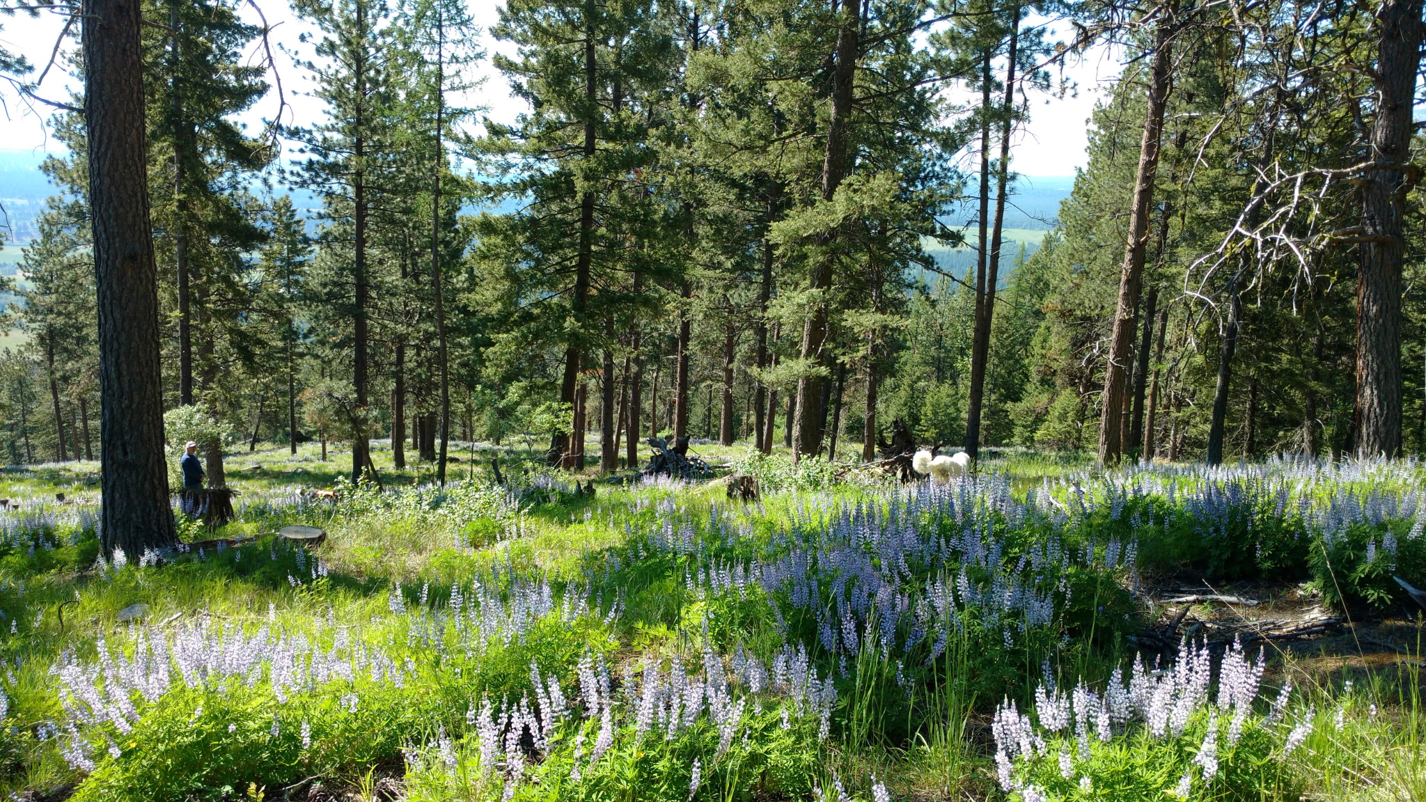 Victor, Montana 59875, United States, 3 Bedrooms Bedrooms, ,3 BathroomsBathrooms,Residential,Active,139285