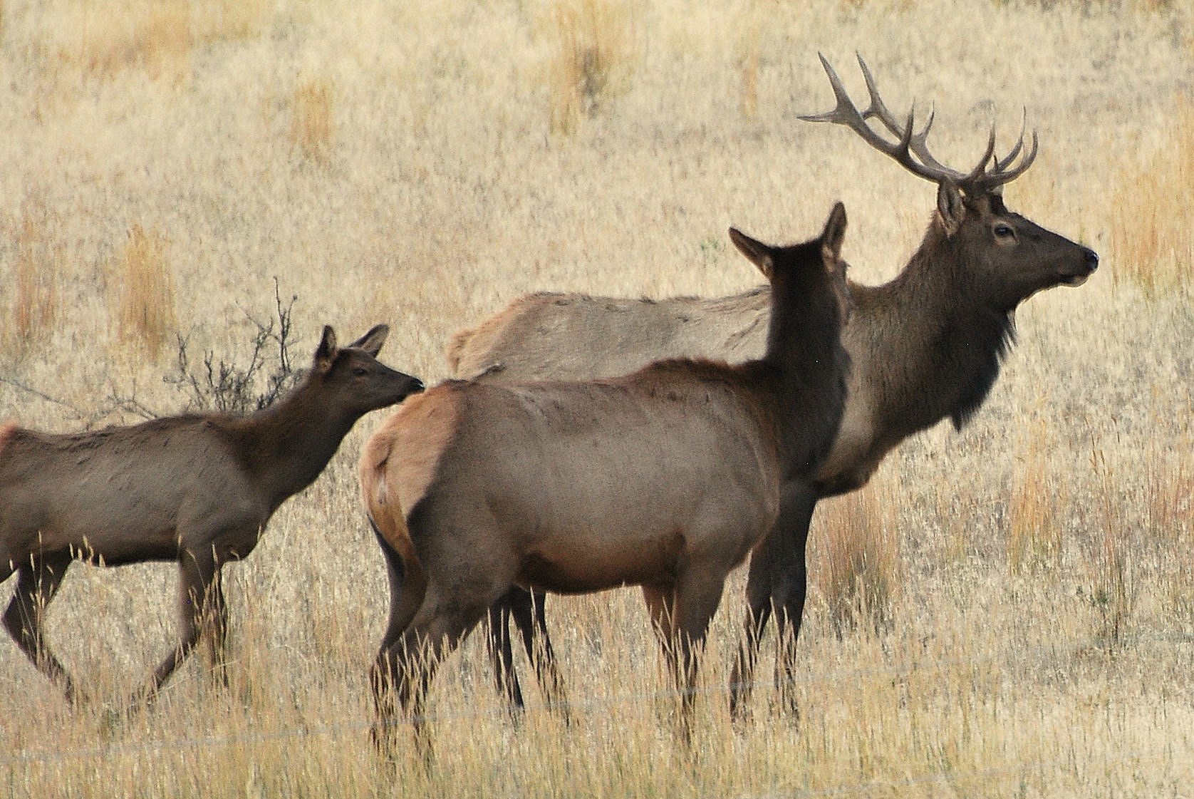 Victor, Montana 59875, United States, 3 Bedrooms Bedrooms, ,3 BathroomsBathrooms,Residential,Active,139285
