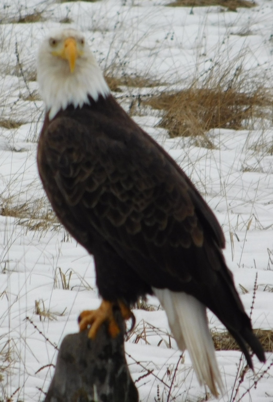Victor, Montana 59875, United States, 3 Bedrooms Bedrooms, ,3 BathroomsBathrooms,Residential,Active,139285