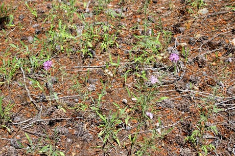 Tiny photo for Tract 2 Pardee Flat Road, Superior, MT 59872 (MLS # 30074044)