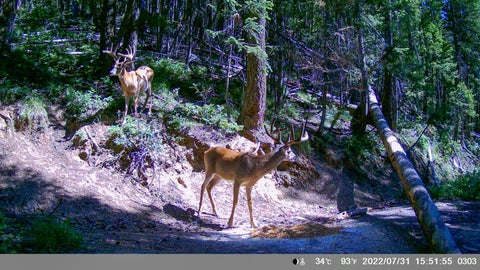 Tiny photo for Tract 2 Pardee Flat Road, Superior, MT 59872 (MLS # 30074044)