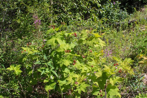 Tiny photo for Tract 2 Pardee Flat Road, Superior, MT 59872 (MLS # 30074044)