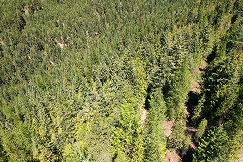 Tiny photo for Tract 2 Pardee Flat Road, Superior, MT 59872 (MLS # 30074044)