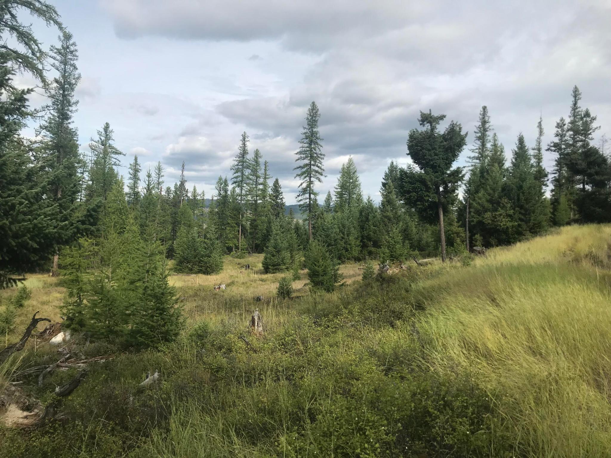 Nhh Whitetail Ridge Ridge