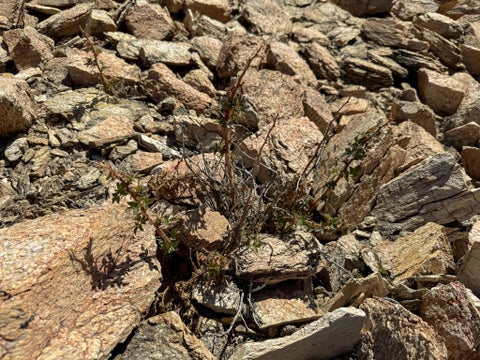 Tiny photo for 970 Lower Clear Creek Trail, Anaconda, MT 59711 (MLS # 30072070)
