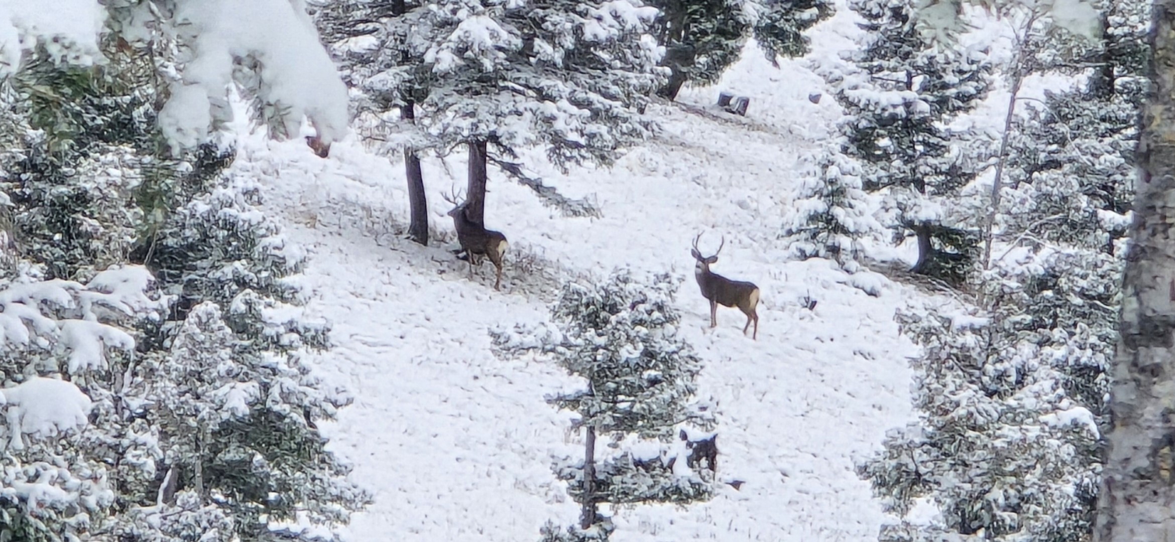 10 Tract, Garnet Range