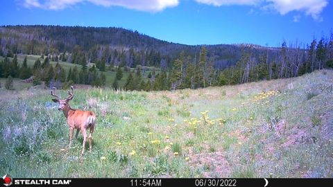 Tiny photo for New Era Indian Creek Road, Townsend, MT 59644 (MLS # 30071022)
