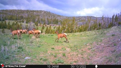Tiny photo for New Era Indian Creek Road, Townsend, MT 59644 (MLS # 30071022)