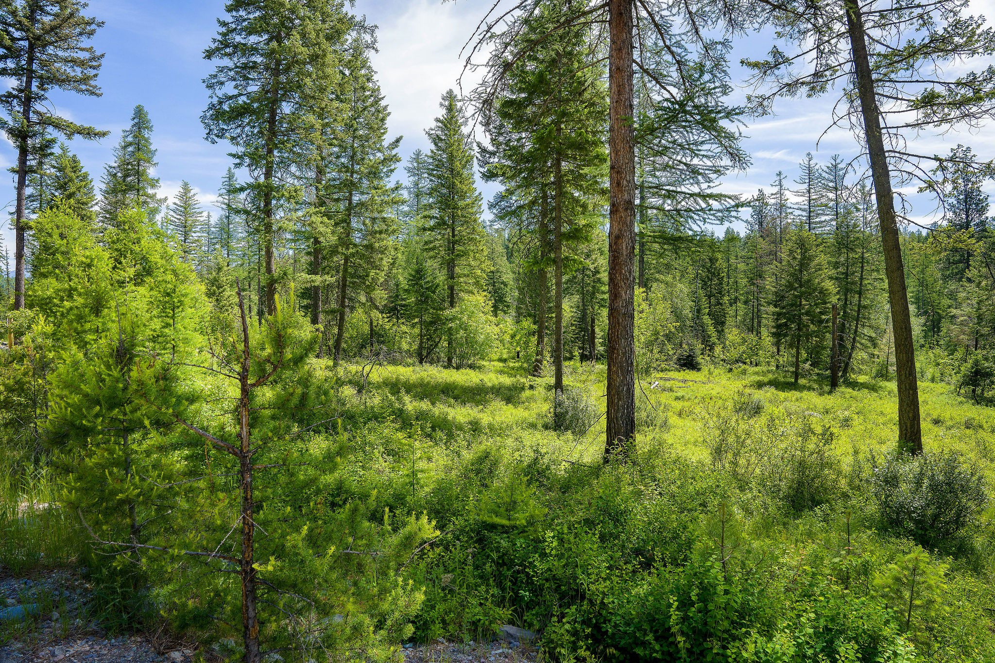 429 Chief Cliff Trail