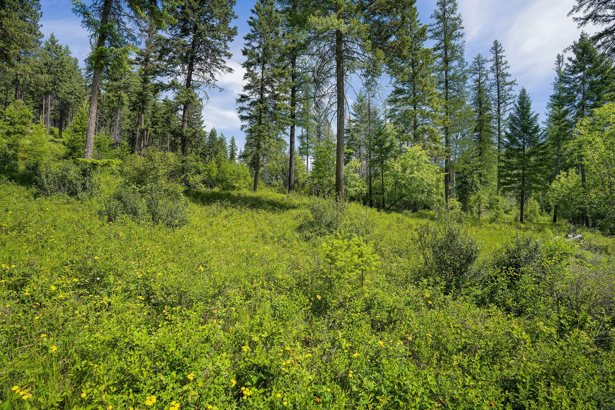 429 Chief Cliff Trail