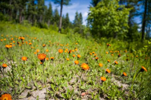 Tiny photo for 429 Chief Cliff Trail, Bigfork, MT 59911 (MLS # 30069966)