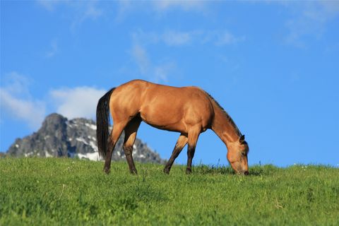 Tiny photo for 41694 Canal Road, Ronan, MT 59864 (MLS # 30070171)