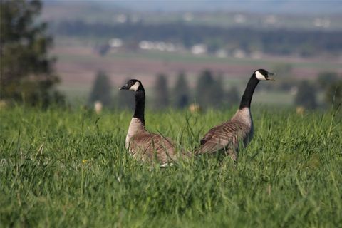 Tiny photo for 41694 Canal Road, Ronan, MT 59864 (MLS # 30070171)