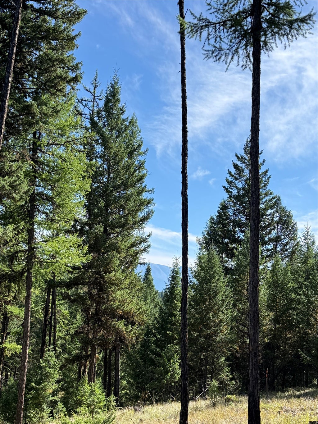 Photo of LOT 4 Tobacco Road, Eureka, MT 59917 (MLS # 30078644)