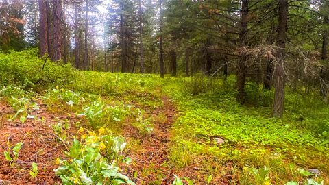 Tiny photo for NHN Nighthawk Drive, Frenchtown, MT 59834 (MLS # 30070722)