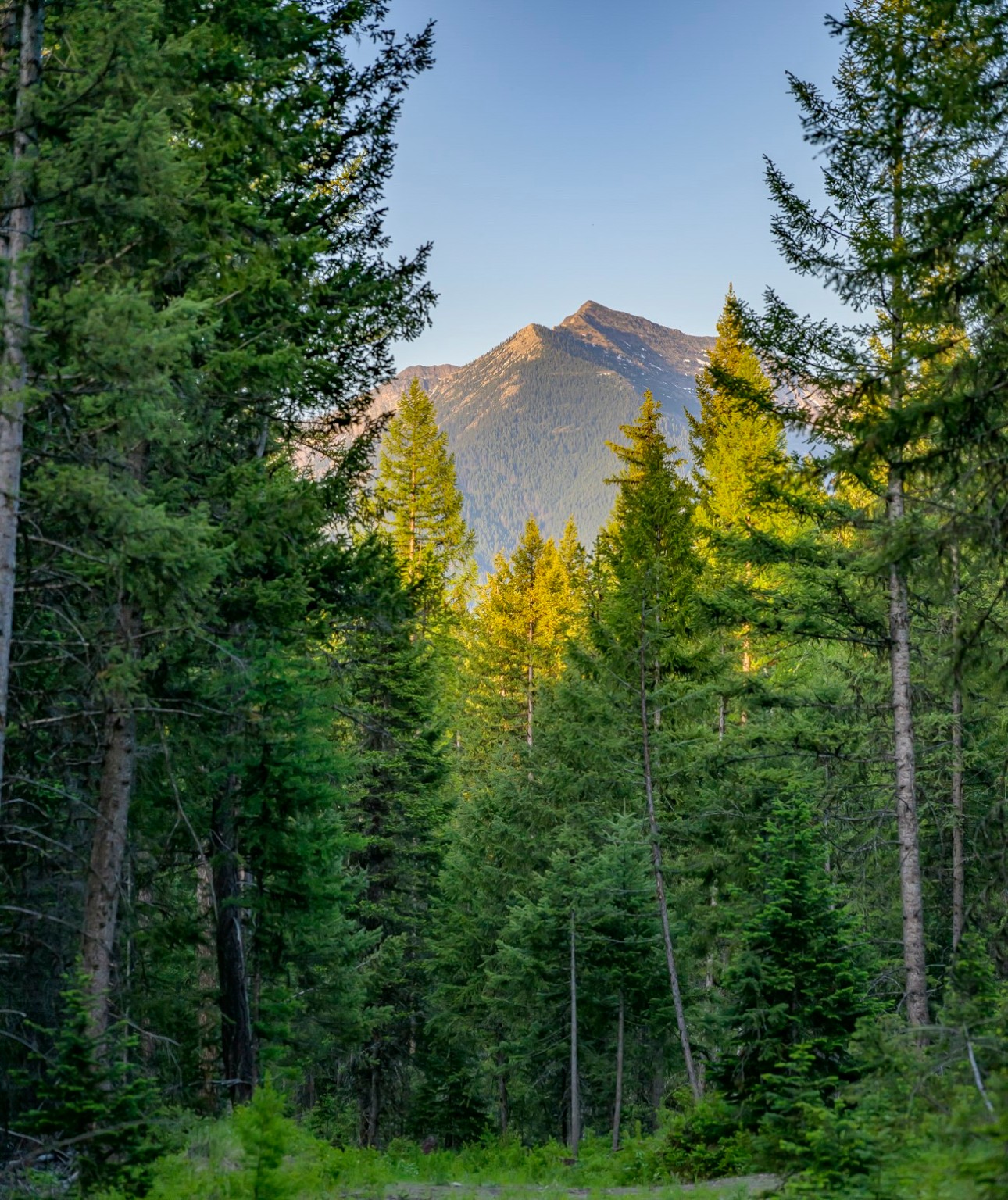 NHN Lindbergh Lake Road