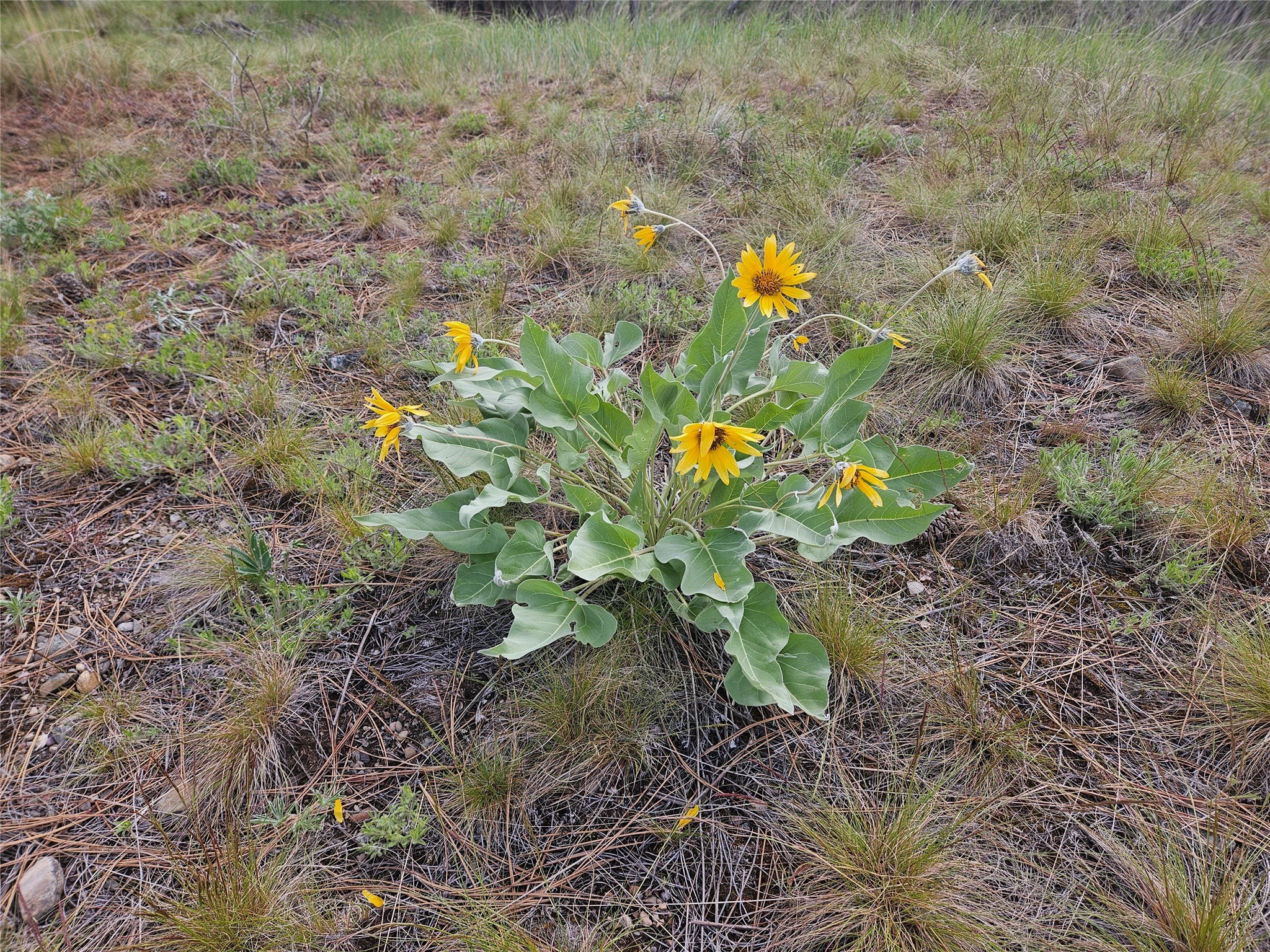 Florence, Montana 59833, United States, ,Land,Pending,56930