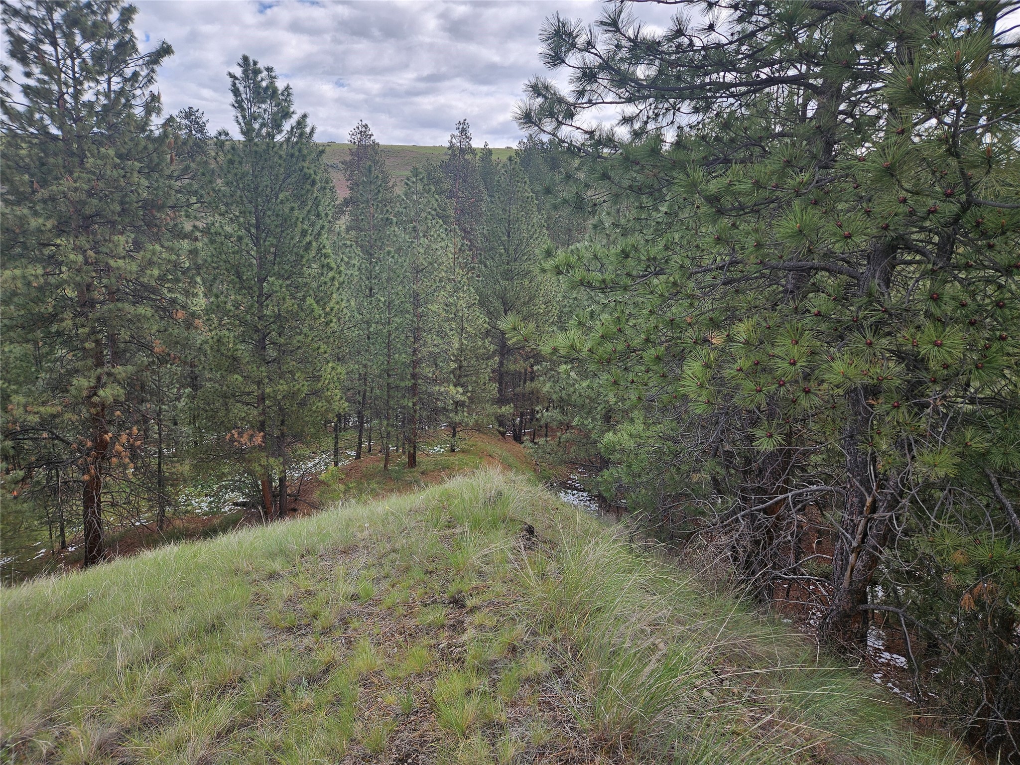 Florence, Montana 59833, United States, ,Land,Pending,56930
