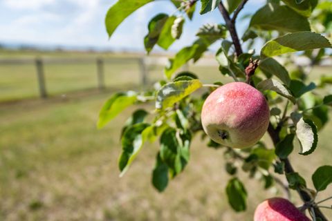 Tiny photo for 990 Farm Road, Kalispell, MT 59901 (MLS # 30058219)