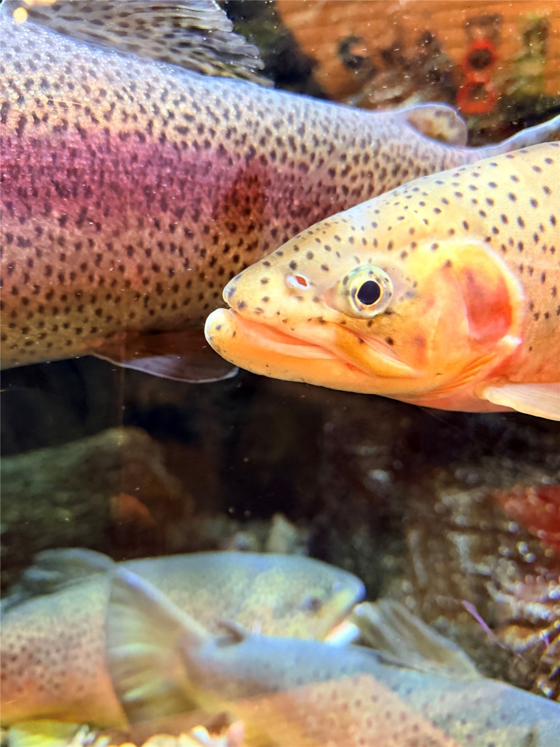 77 Trestle Creek Drive