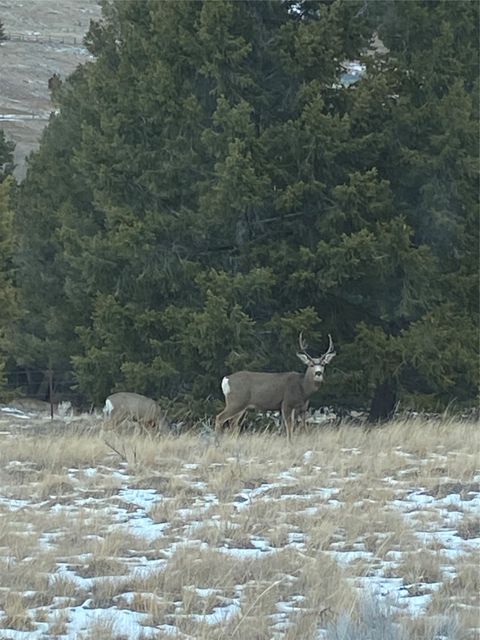 Tiny photo for 884 Wapiti Mountain Road, Butte, MT 59701 (MLS # 30070638)