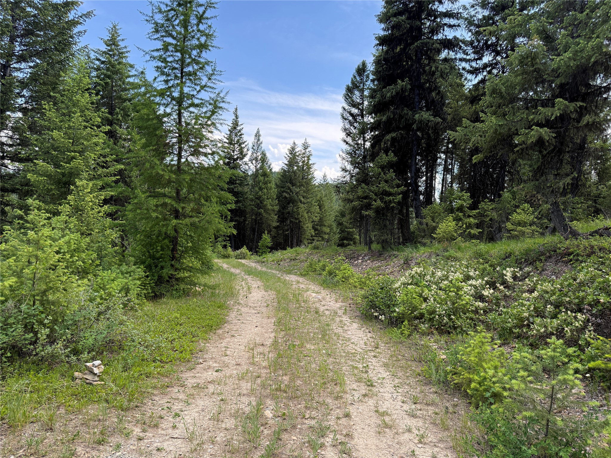NHN Yelping Coyote Run