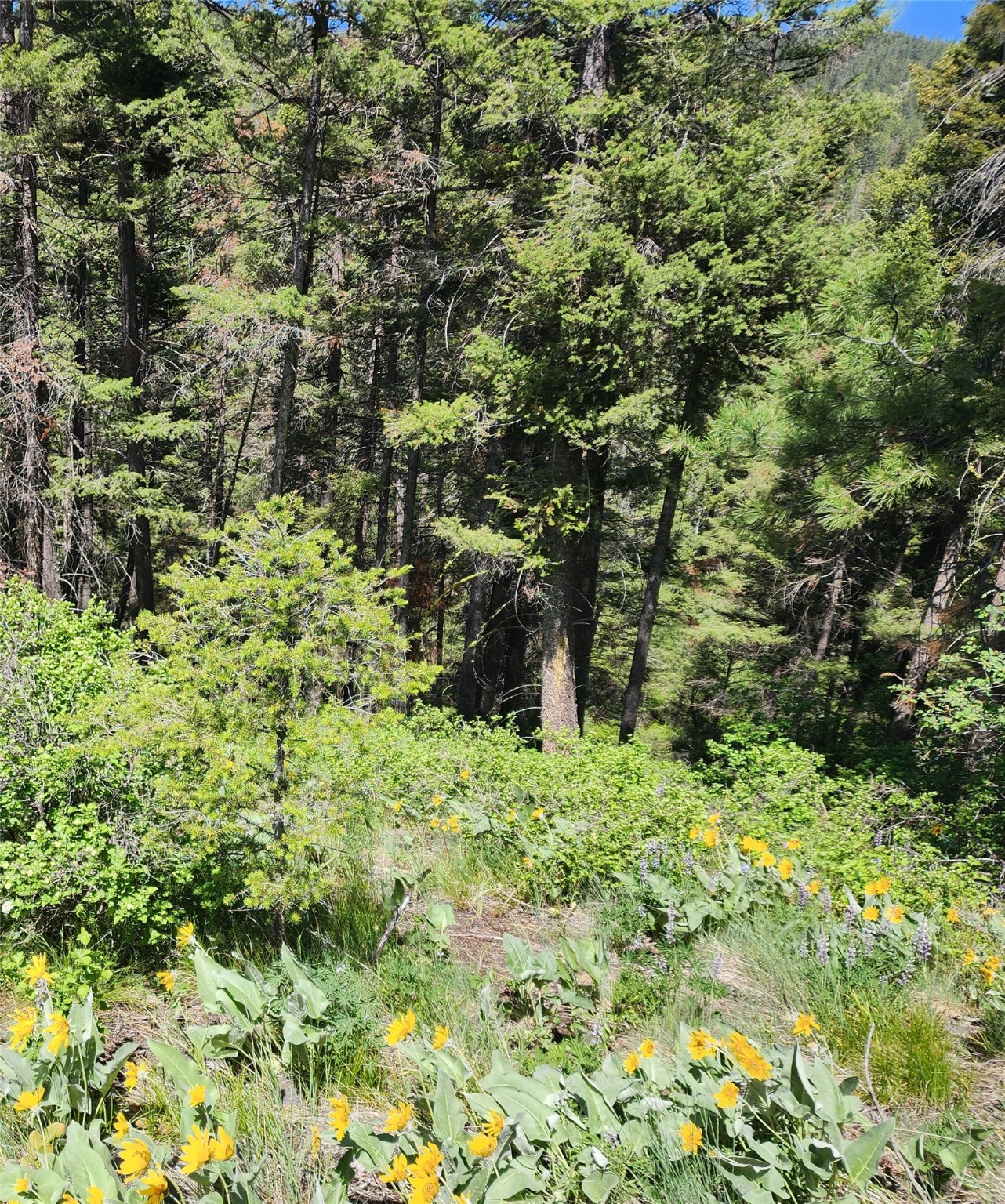 19063 Copper Ridge Trail