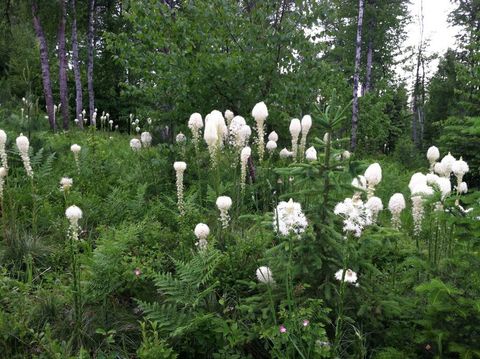 Tiny photo for 88 Abbey Road, Whitefish, MT 59937 (MLS # 30054907)