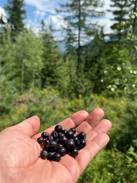 Tiny photo for 88 Abbey Road, Whitefish, MT 59937 (MLS # 30054907)