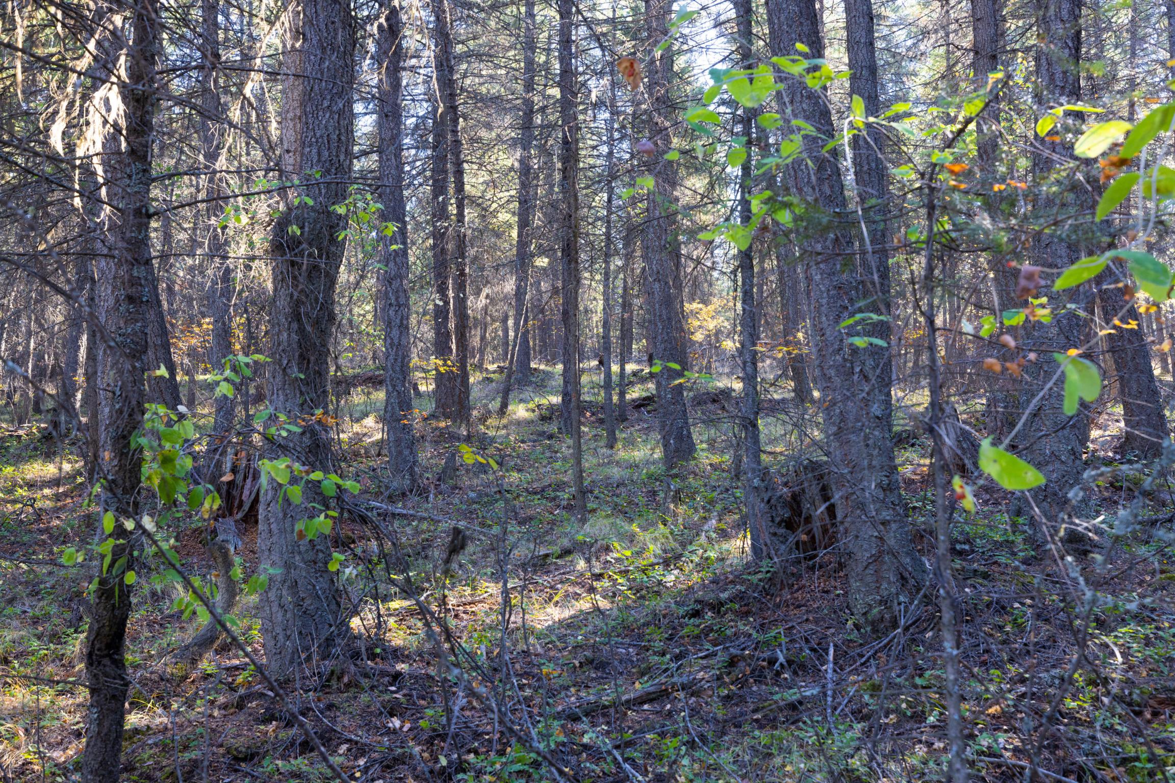 Nhn Gut Creek Road
