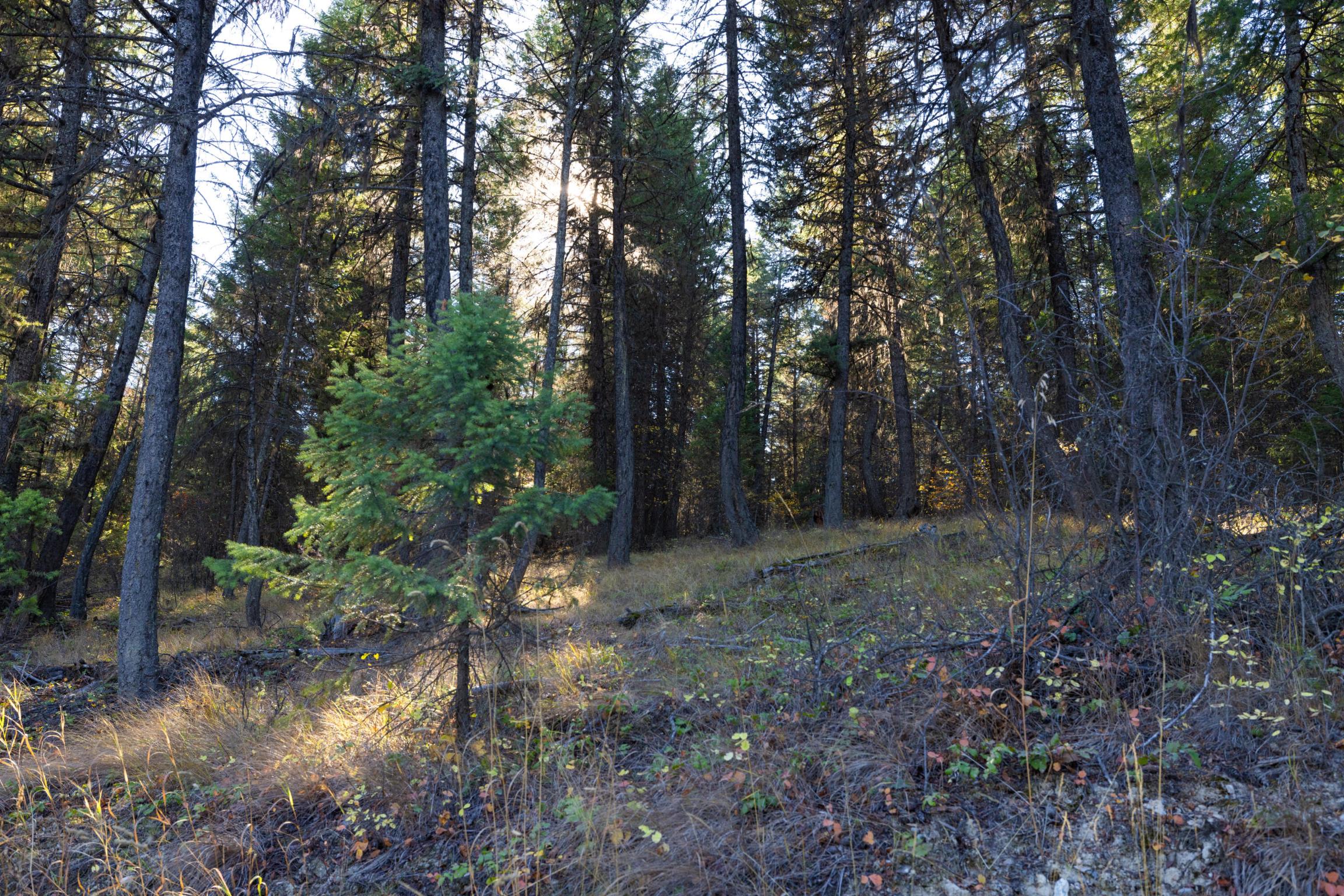 Nhn Gut Creek Road
