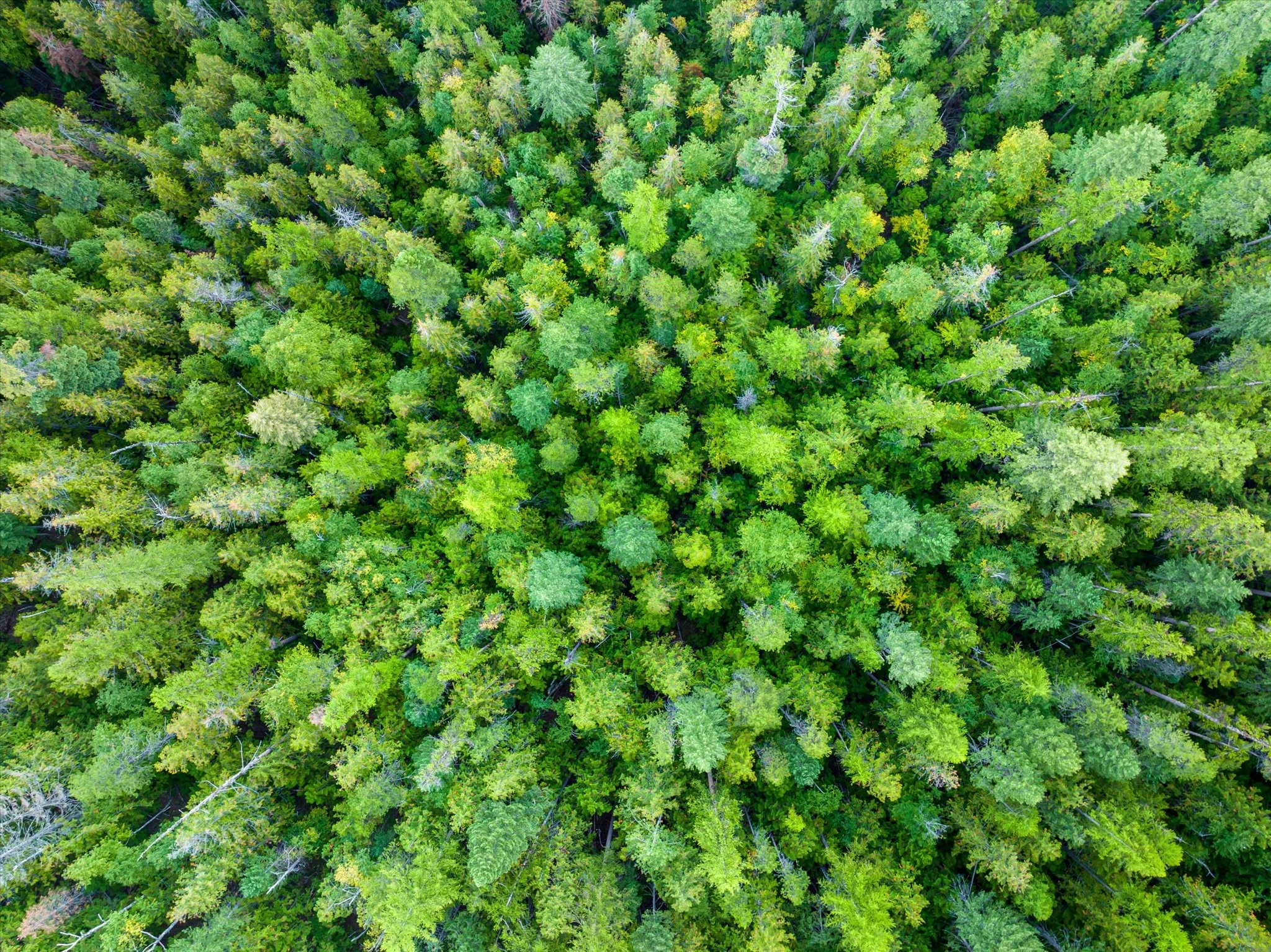 Bigfork, Montana 59911, United States, ,Land,Active,72594