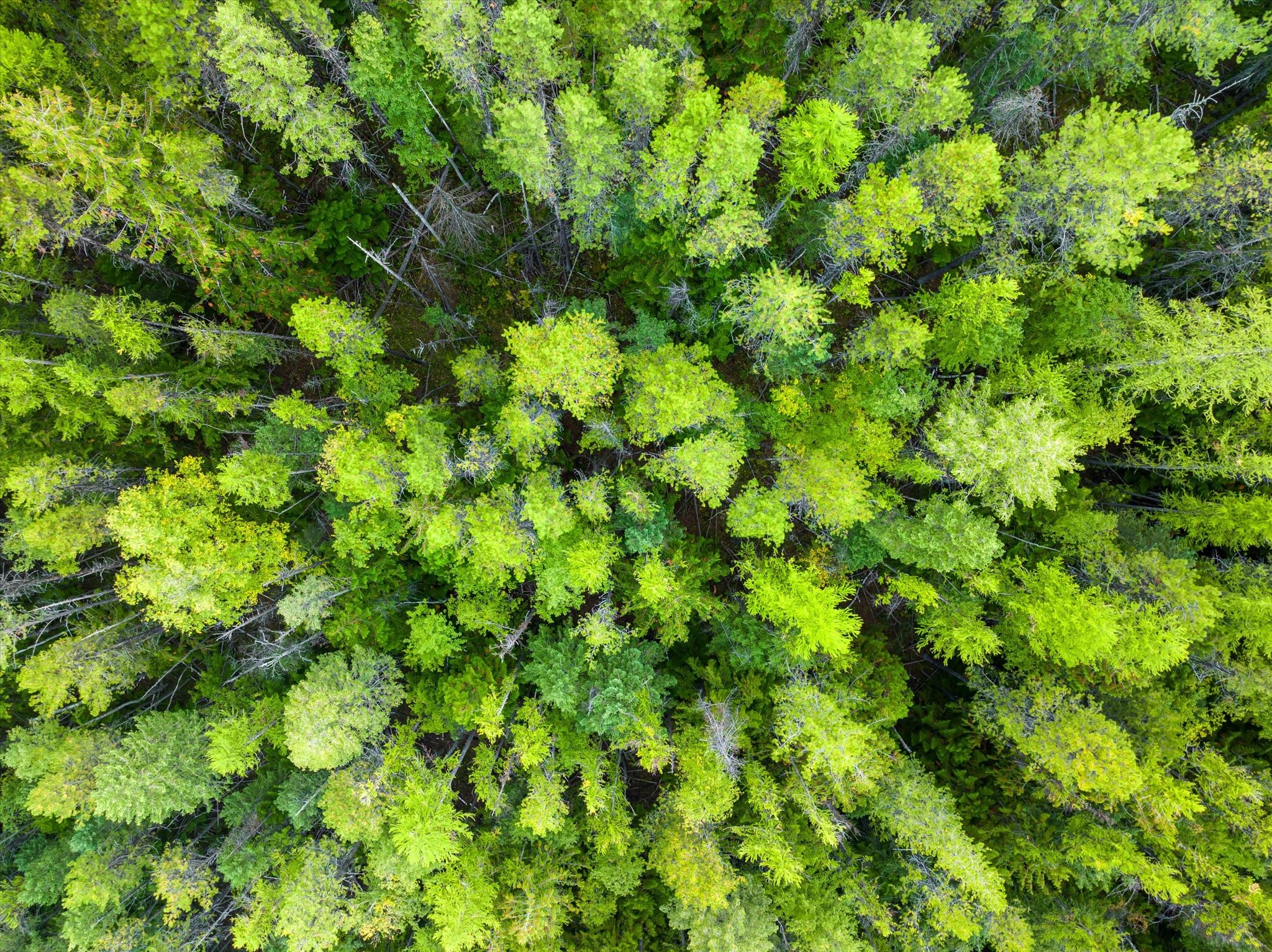 Bigfork, Montana 59911, United States, ,Land,Active,72594