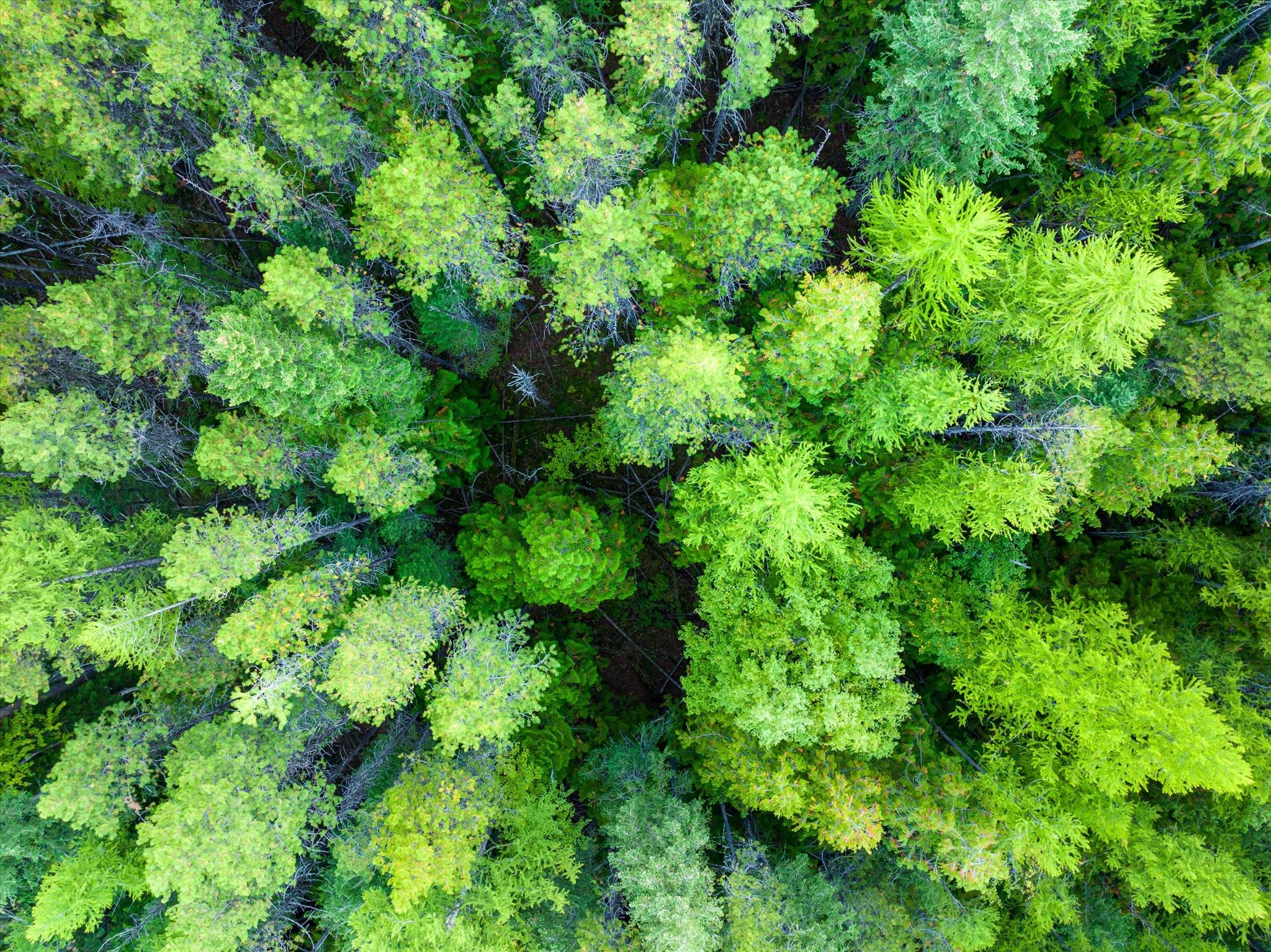 Bigfork, Montana 59911, United States, ,Land,Active,72594