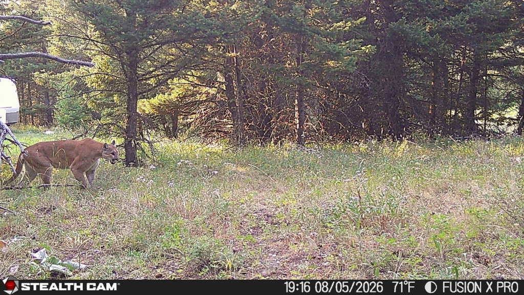 TBD Logging Creek Rd