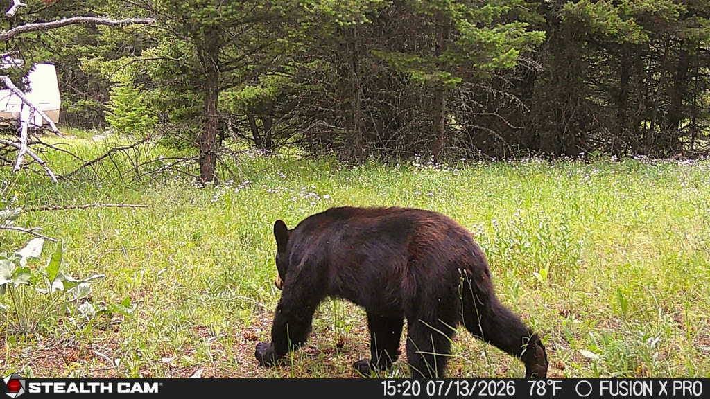 TBD Logging Creek Rd