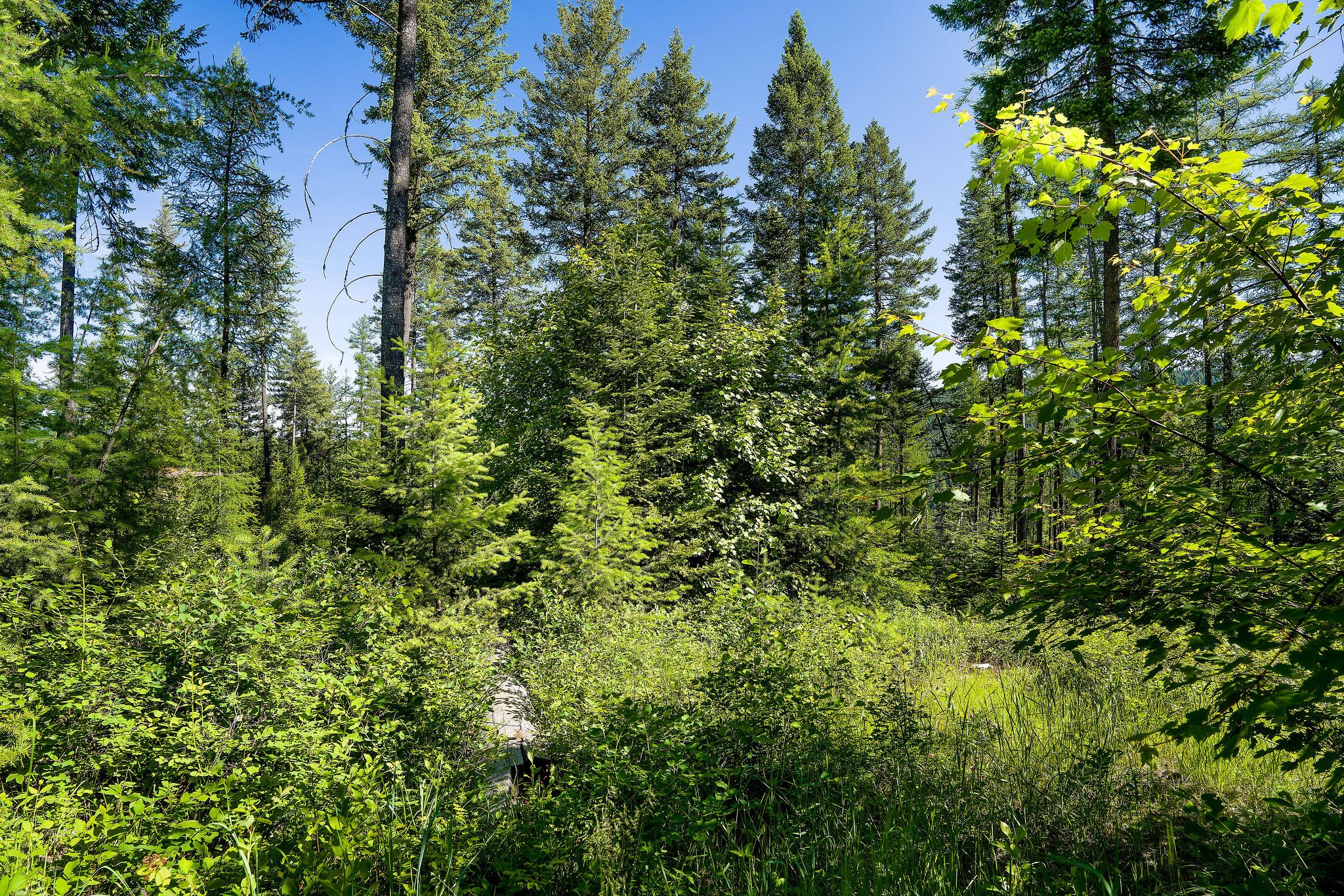 385 Saddlehorn Trail