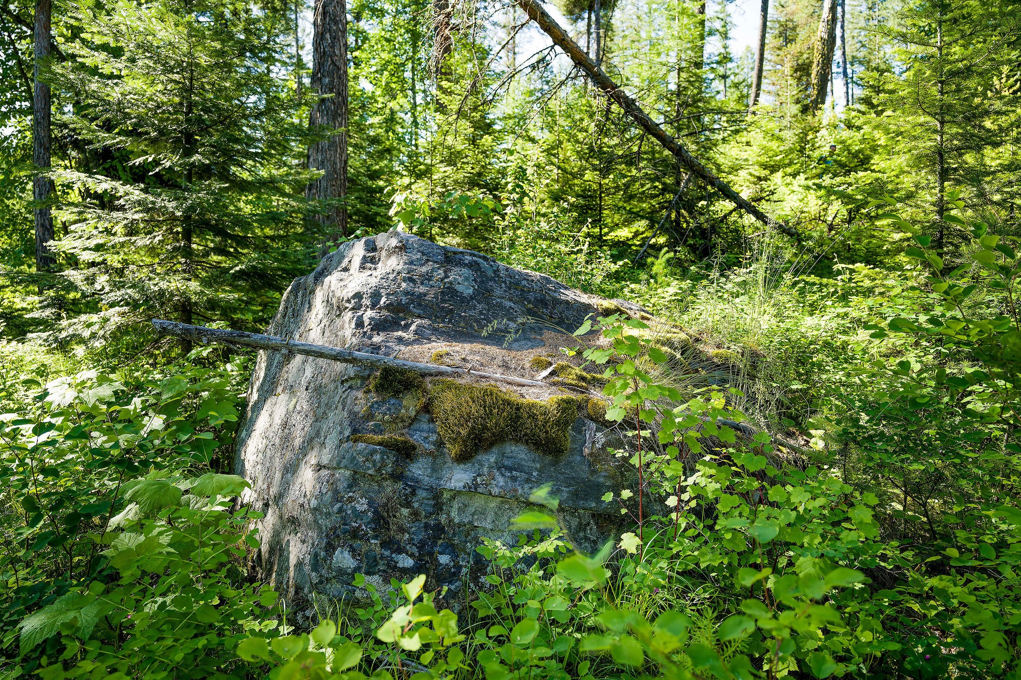 385 Saddlehorn Trail