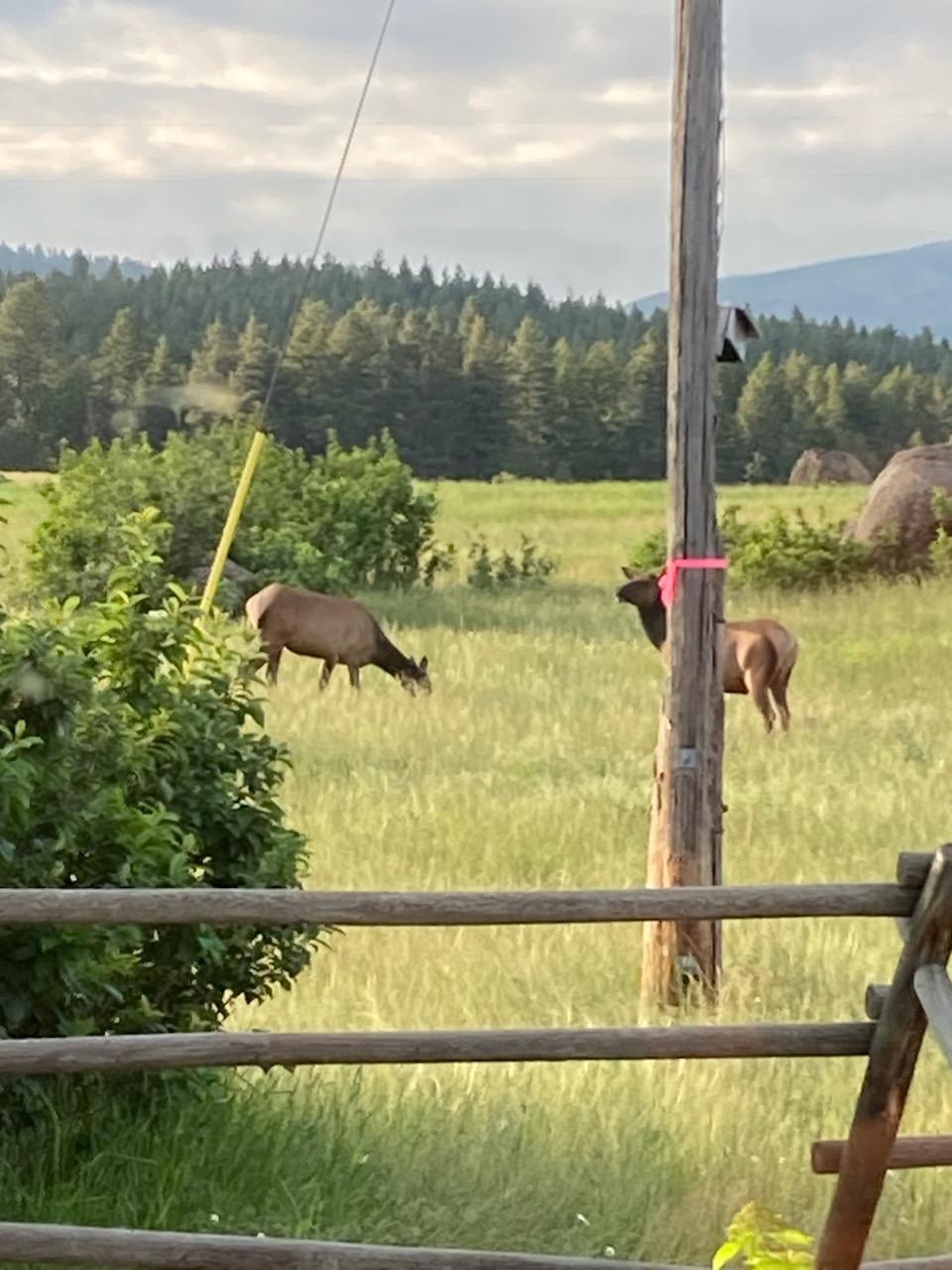 Clancy, Montana 59634, United States, 3 Bedrooms Bedrooms, ,3 BathroomsBathrooms,Residential,Pending,215813