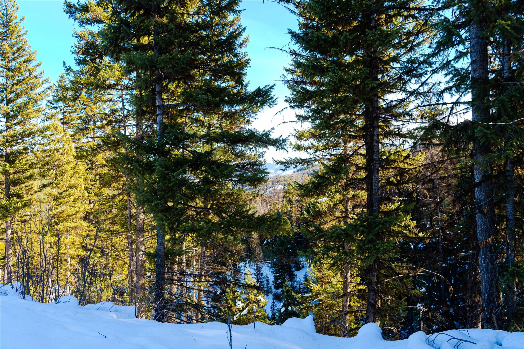 NHN Elk Creek - McGinnis Meadows Road Section 11