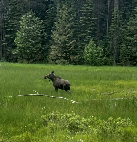 Tiny photo for 650 Northwoods Drive, Whitefish, MT 59937 (MLS # 30068619)