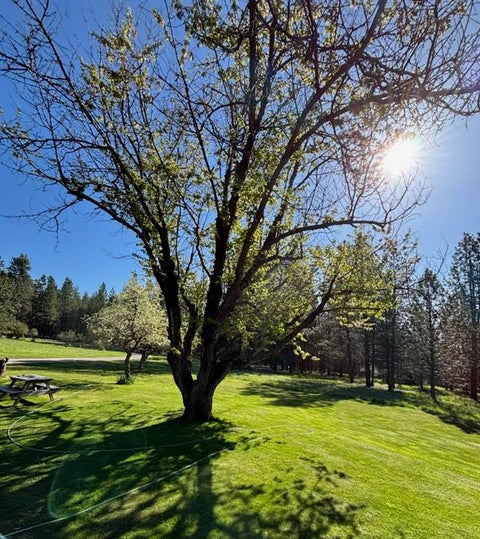 Tiny photo for 18925 Appaloosa Lane, Frenchtown, MT 59834 (MLS # 30075519)