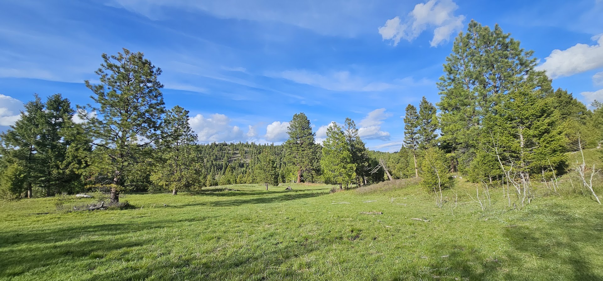 5 Tract, Bull Elk