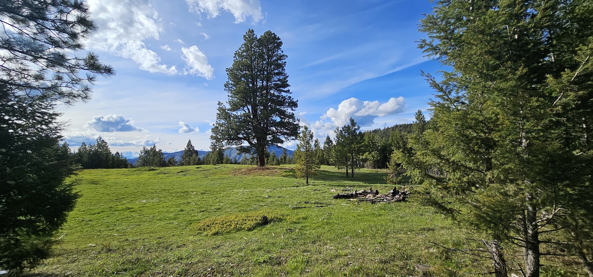 5 Tract, Bull Elk
