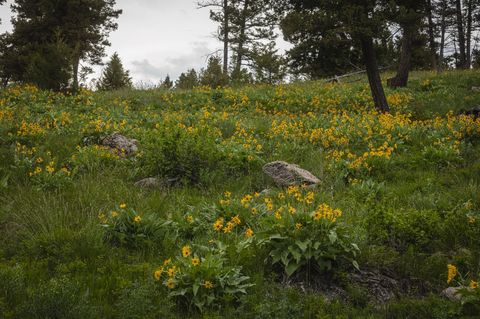 5 Tract, Bull Elk Drummond MT 59832