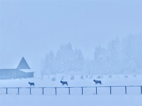Tiny photo for 567 Twin Bridges Road, Whitefish, MT 59937 (MLS # 30066398)