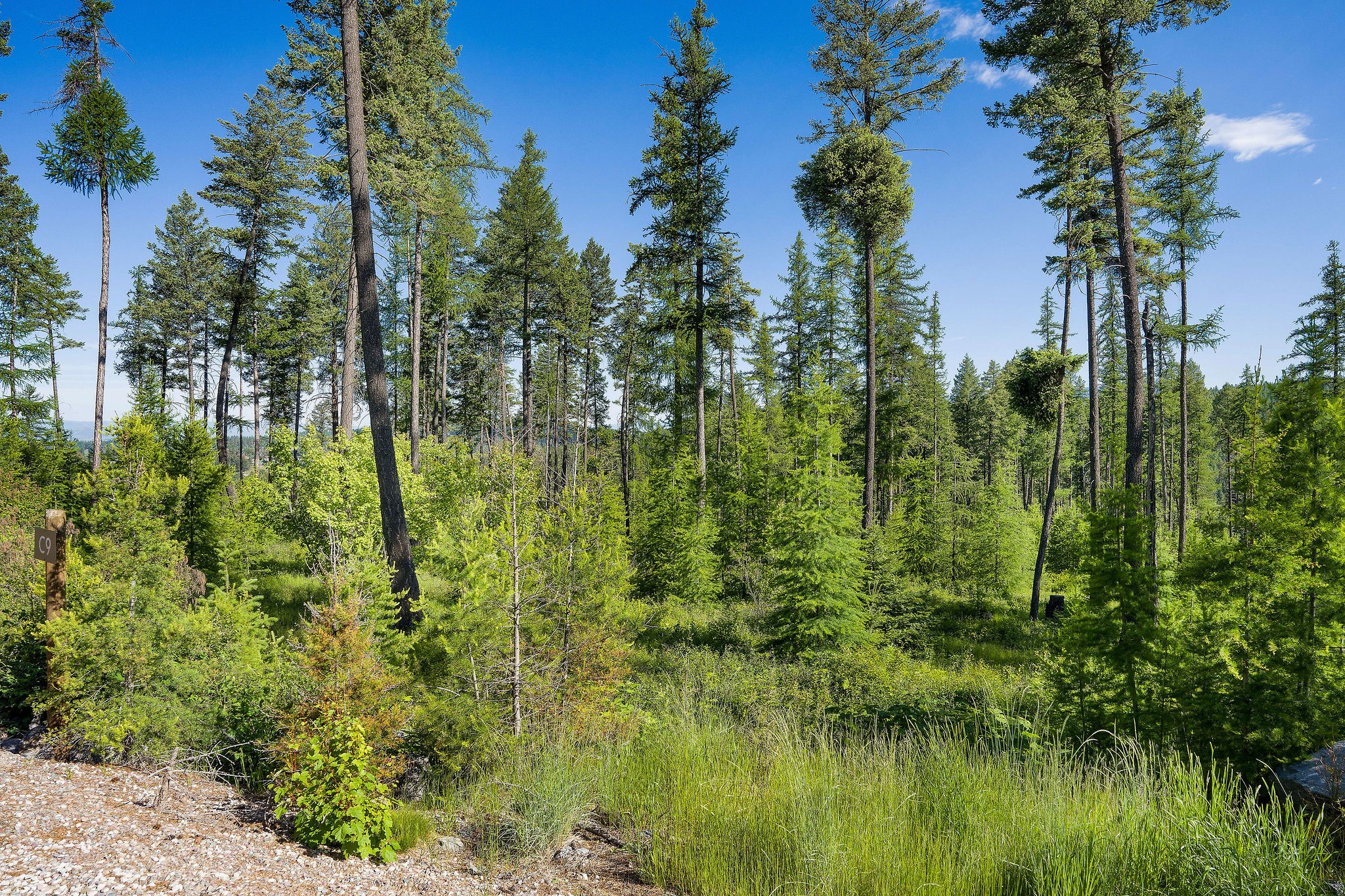 198 Trading Post Trail
